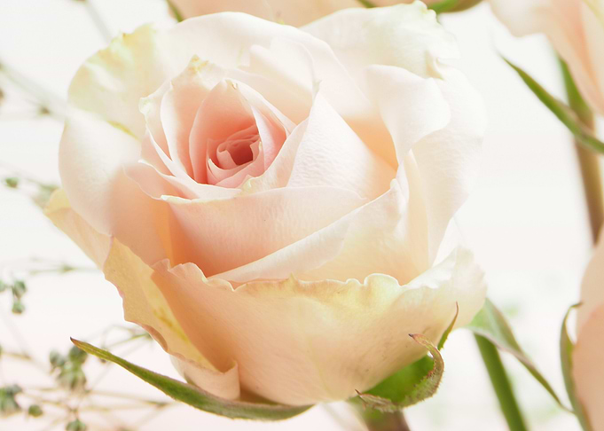 soft rose
