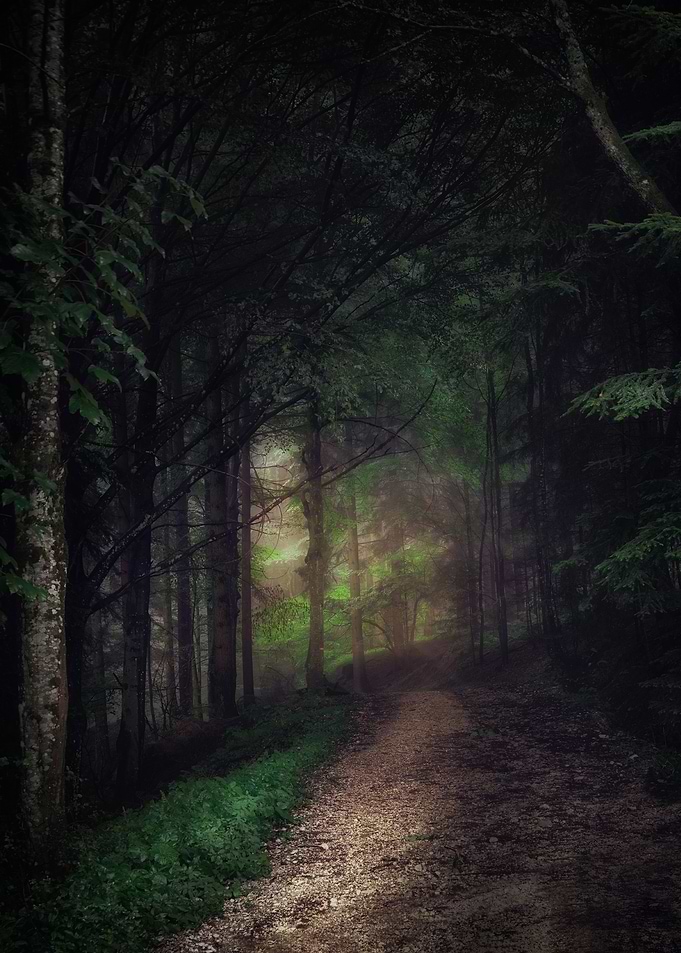 Dark Forest Path