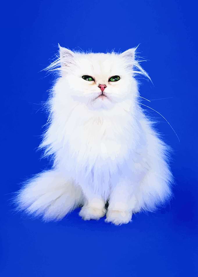 Cat illustration