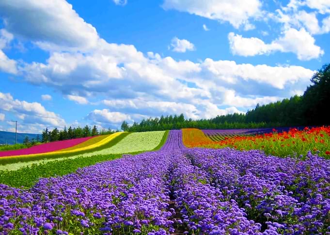 Vietnamese Nature