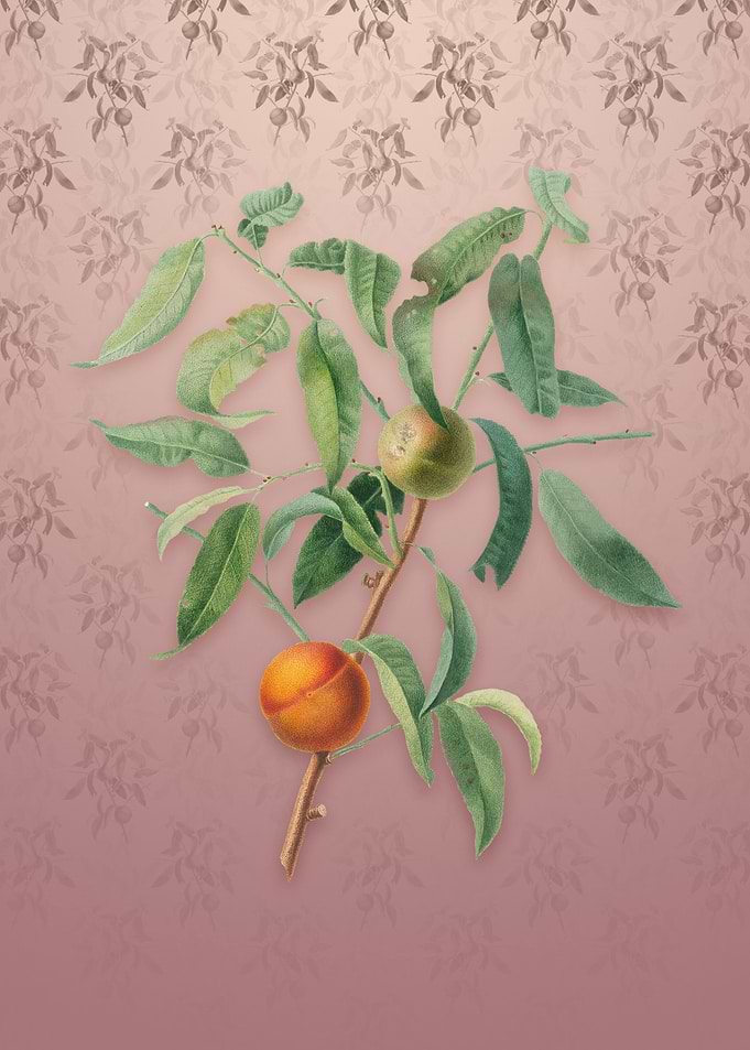 Peach on Dusty Pink
