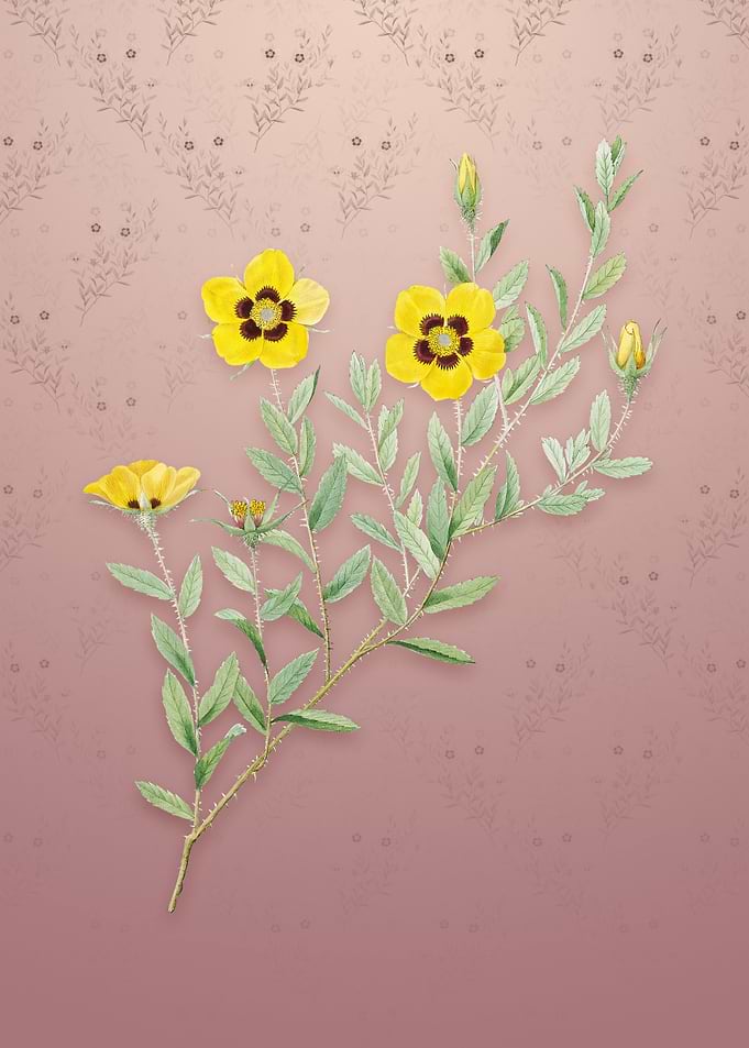 Vintage Rosa Persica