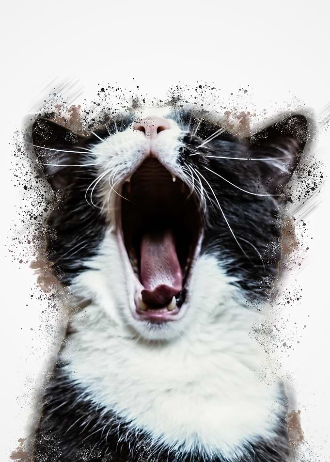 Stray cat