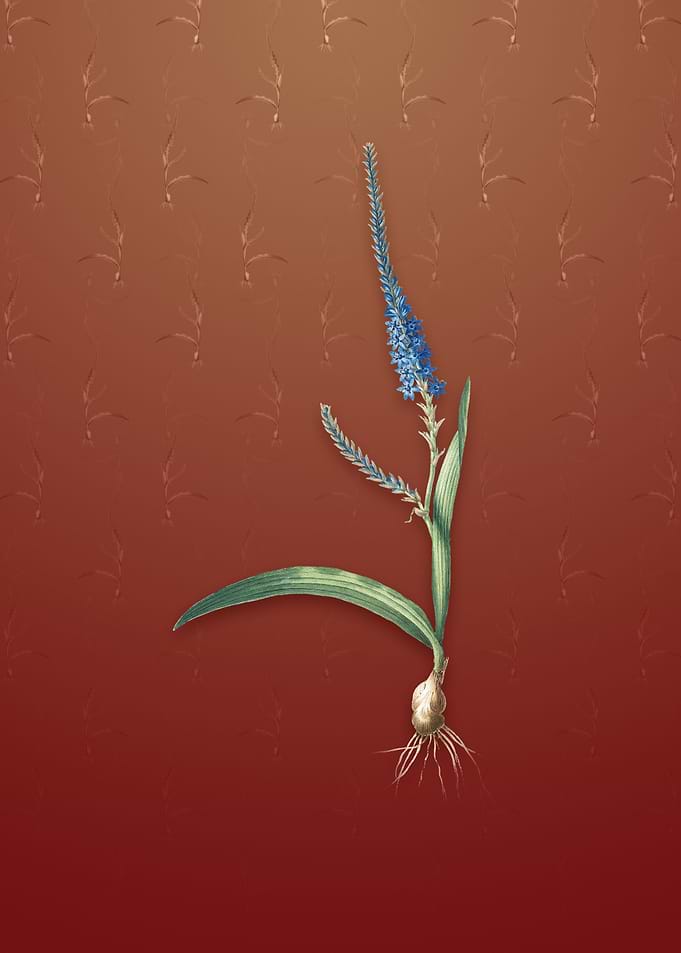 Vintage Ixia Plantaginea