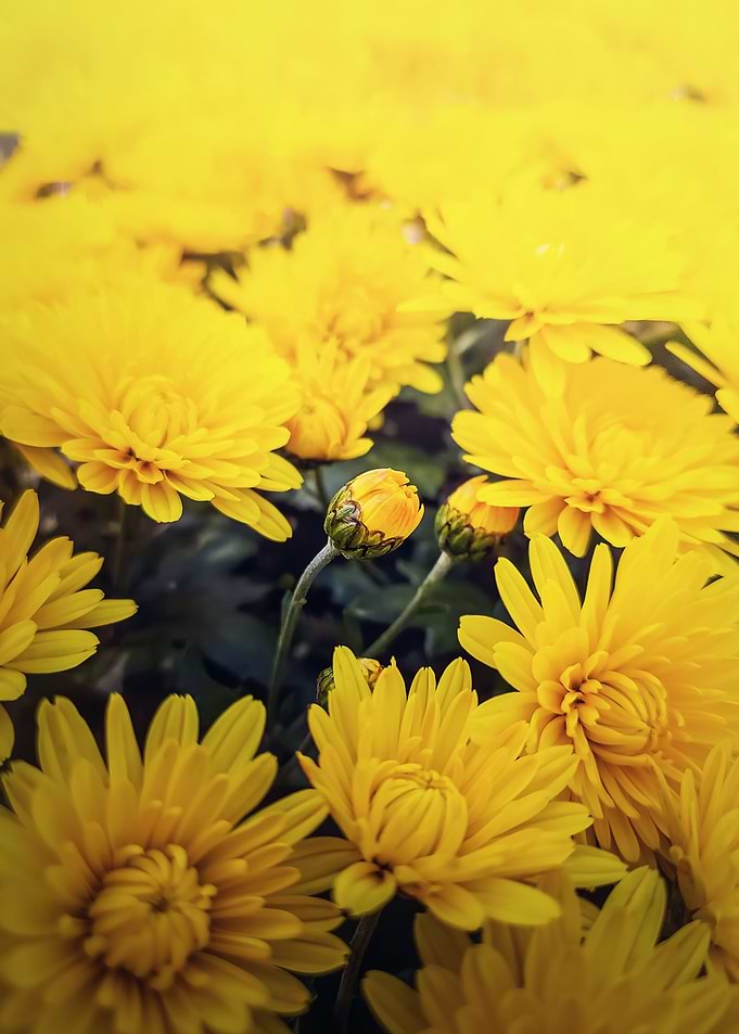 chrysanthemums bouquet