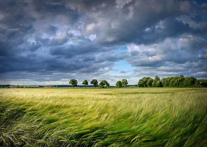 Field