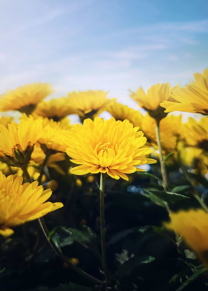 Nature yellow chrysanths