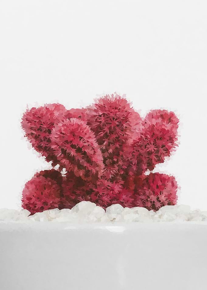 plant garden cactus