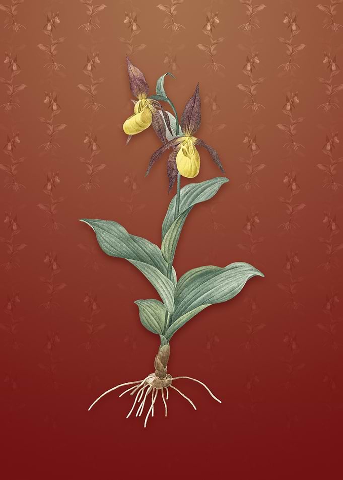 Ladys Slipper Orchid