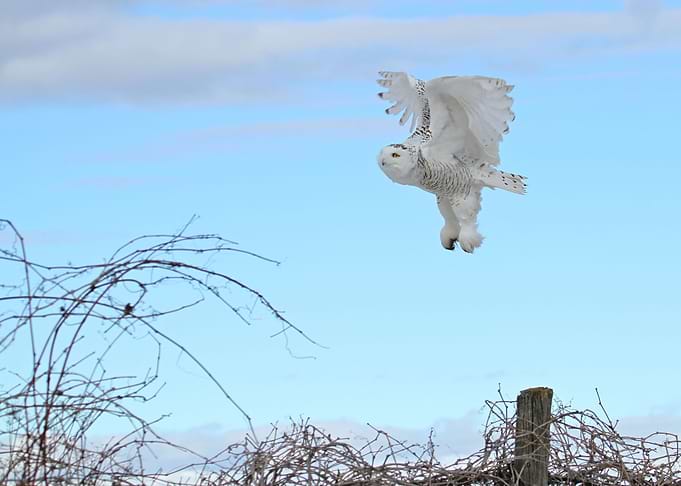 Female snowy owl in flight