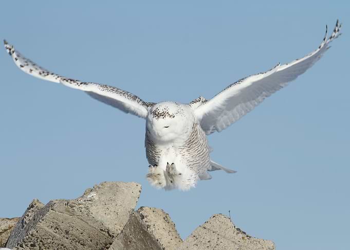 Snowy owl incoming