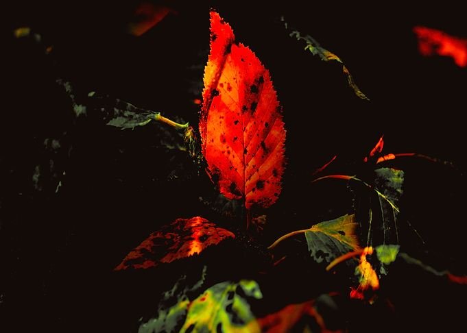 AUTUMN MAGIC