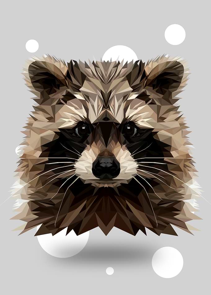 Raccoon