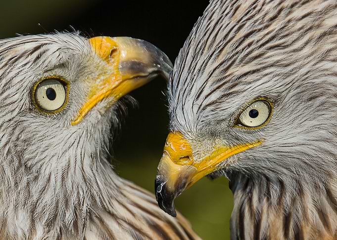 Red Kite Birds of Prey