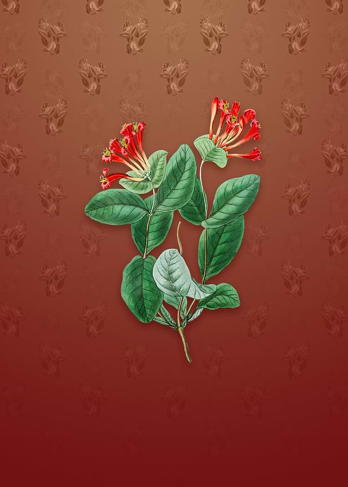 North West Honeysuckle