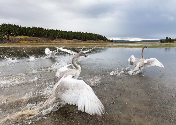 Take off of a flock