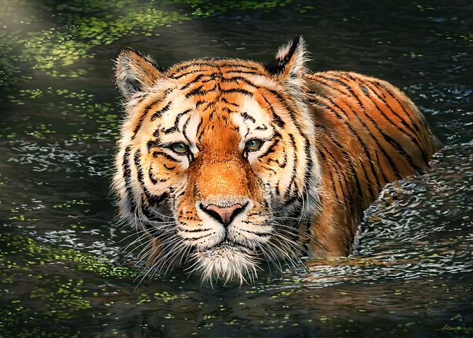 Bengal Tiger