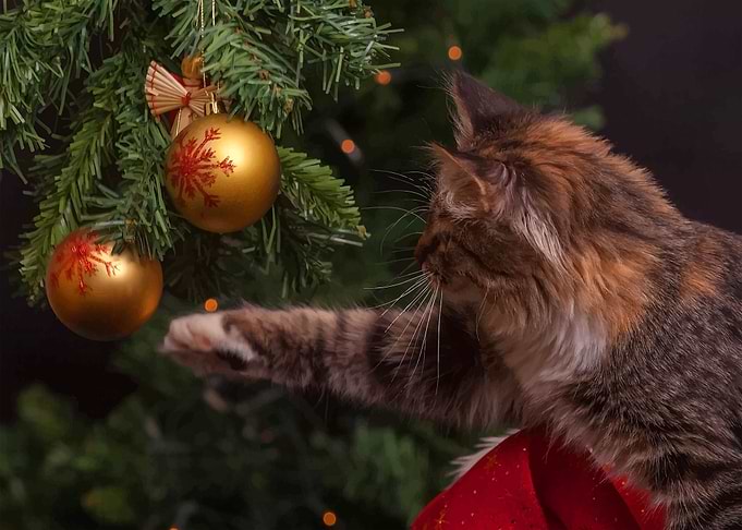 Christmas spirit
