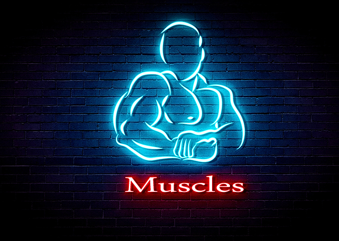 Muscles