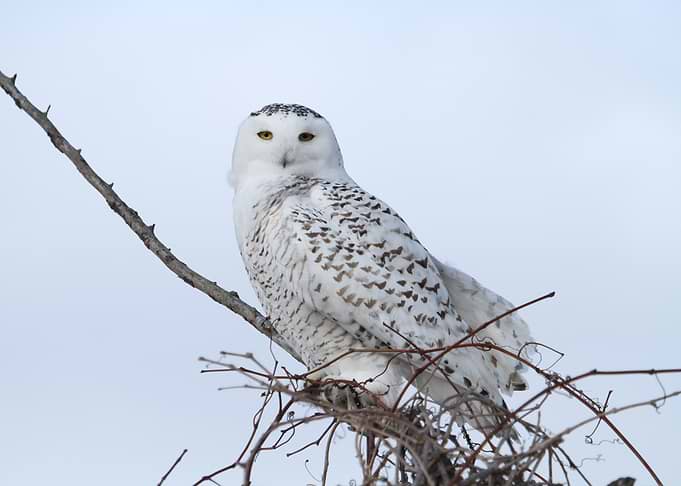 Pretty and perched