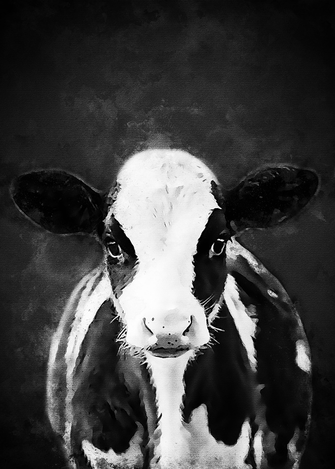Black White Cow