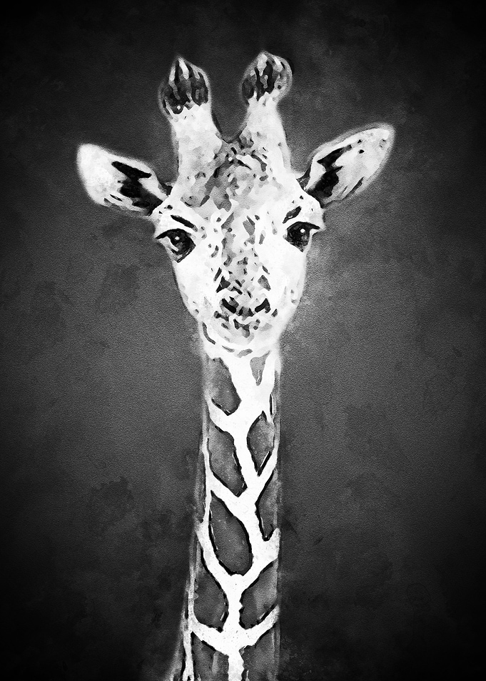 Black White Giraffe