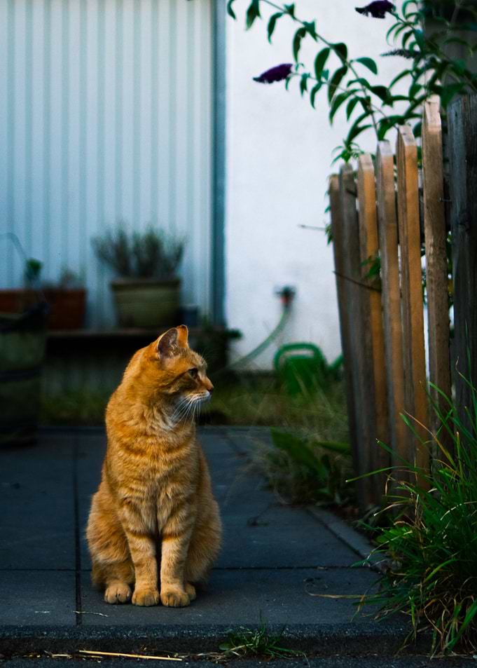 Cute Orange Cat