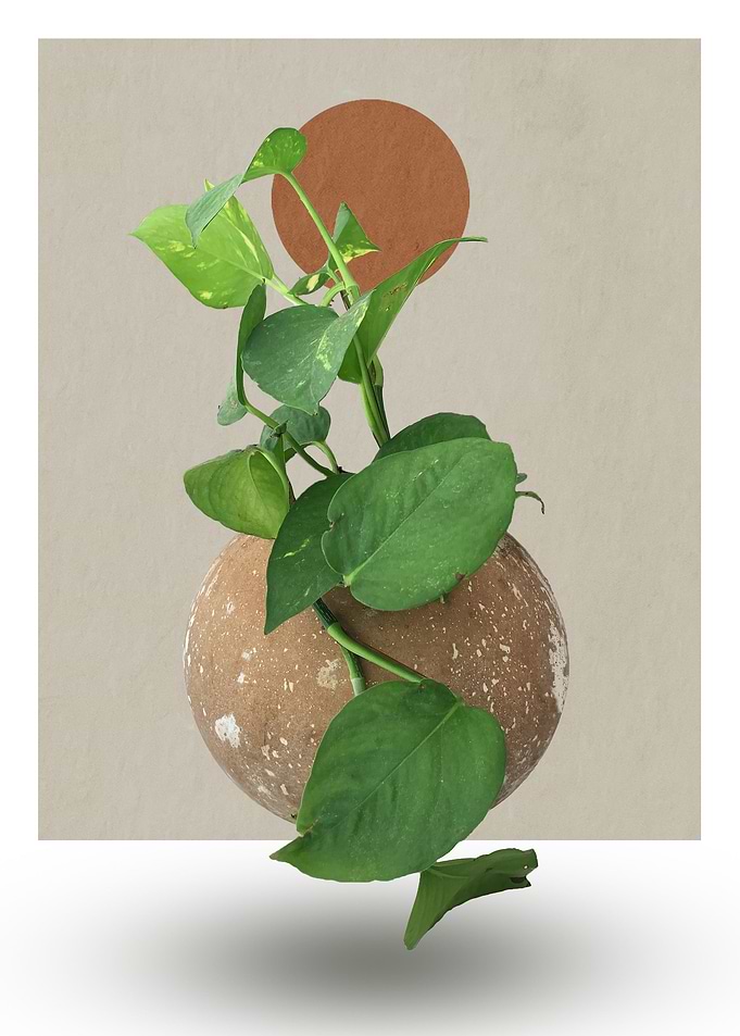 Floating Plant