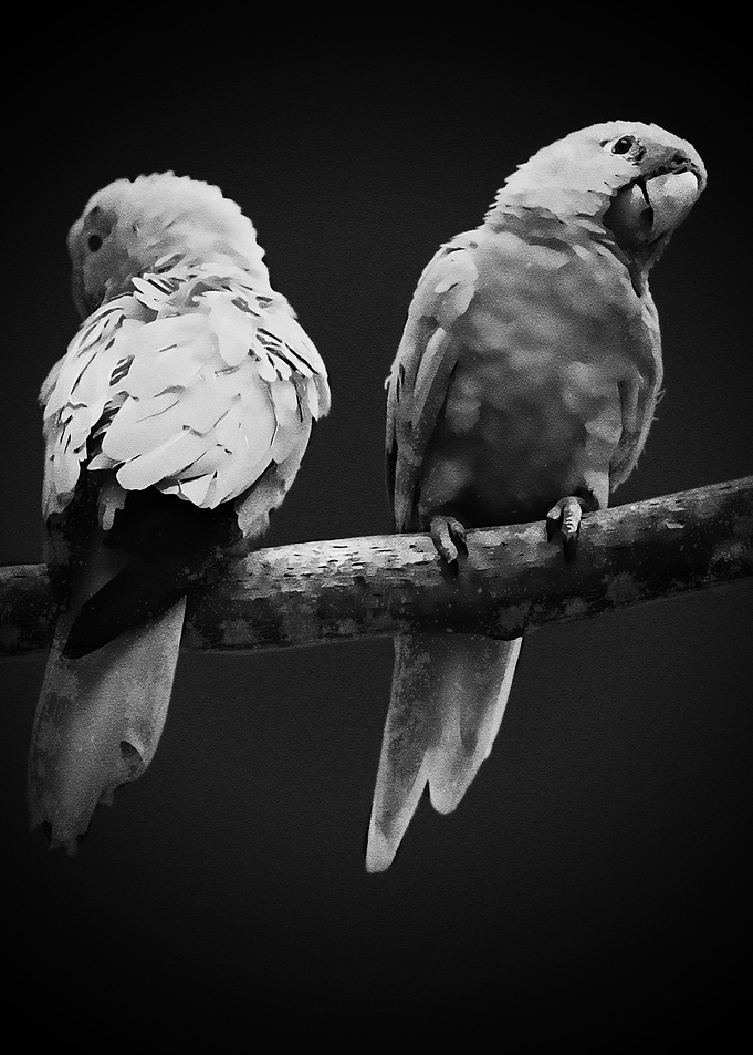 Black White Parrot