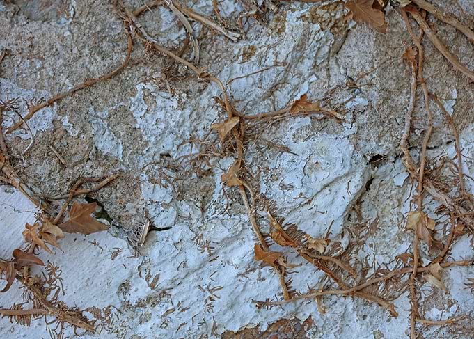 Old stones wall with roots