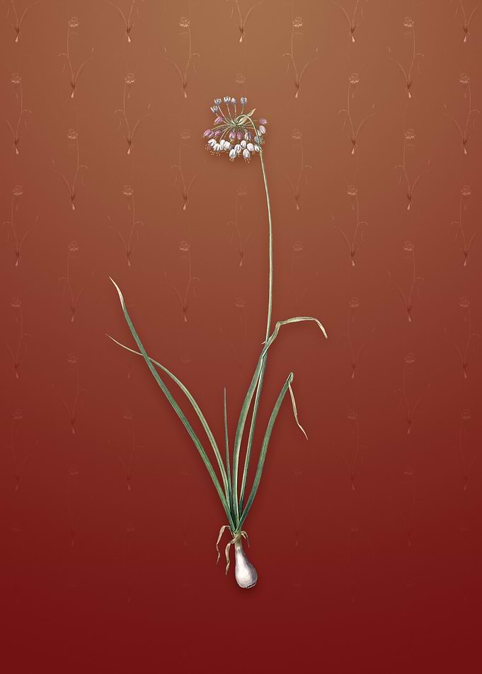 Vintage Nodding Onion