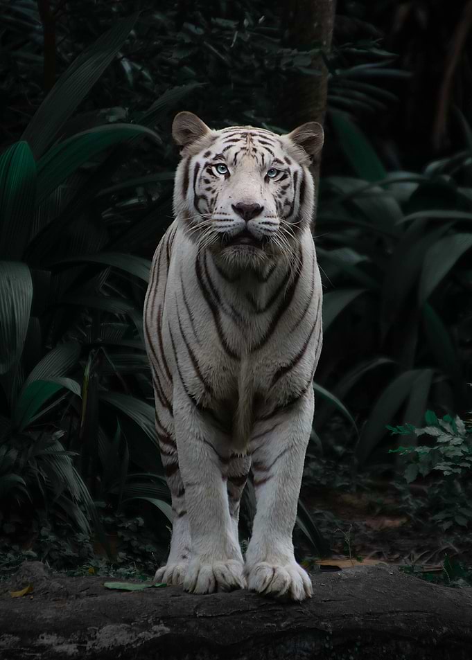 Animal Wildlife