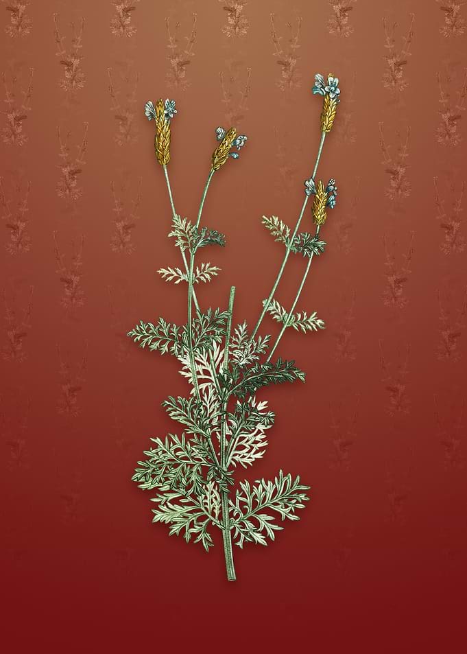Vintage Spanish Lavender