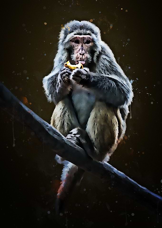 Cute Monkey