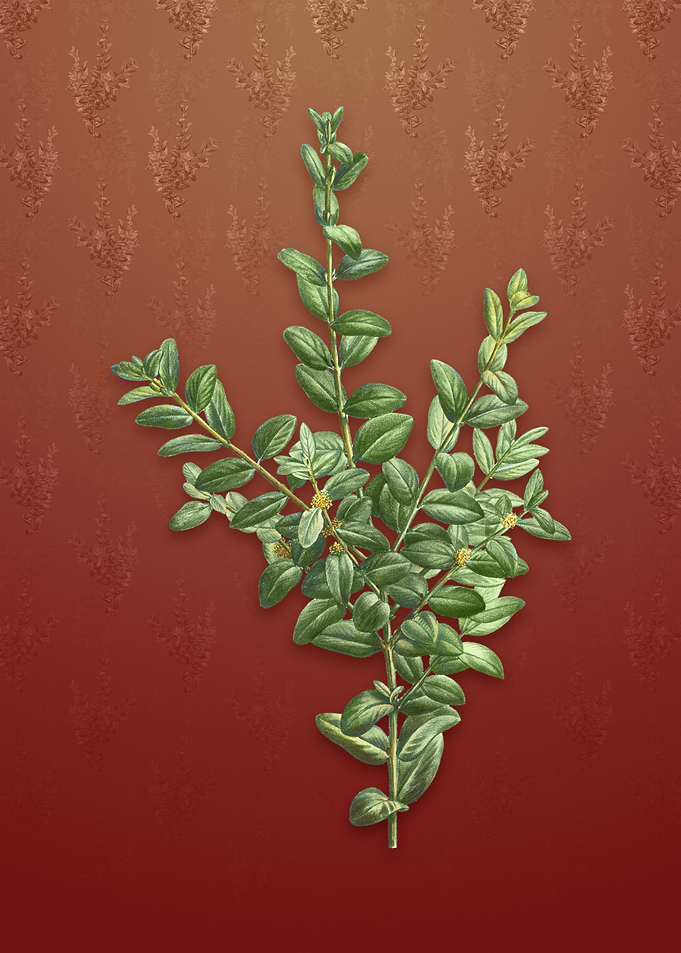 Vintage Boxwood Bush