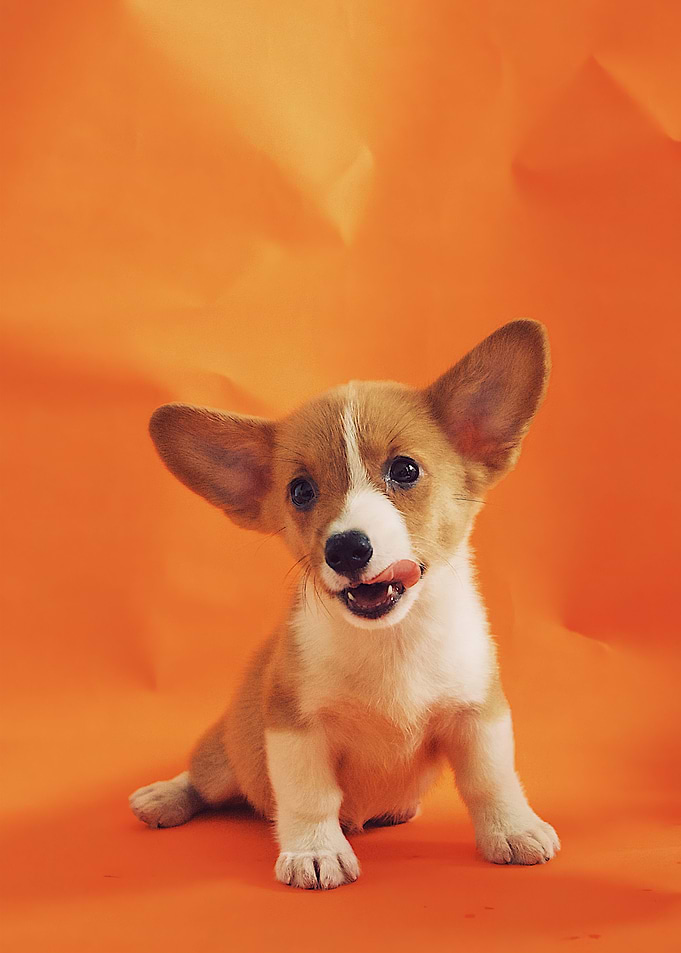 Cute Puppy