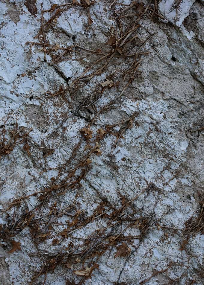 Old stones wall with roots