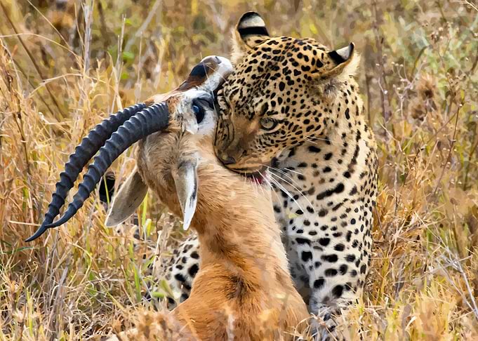 Leopard