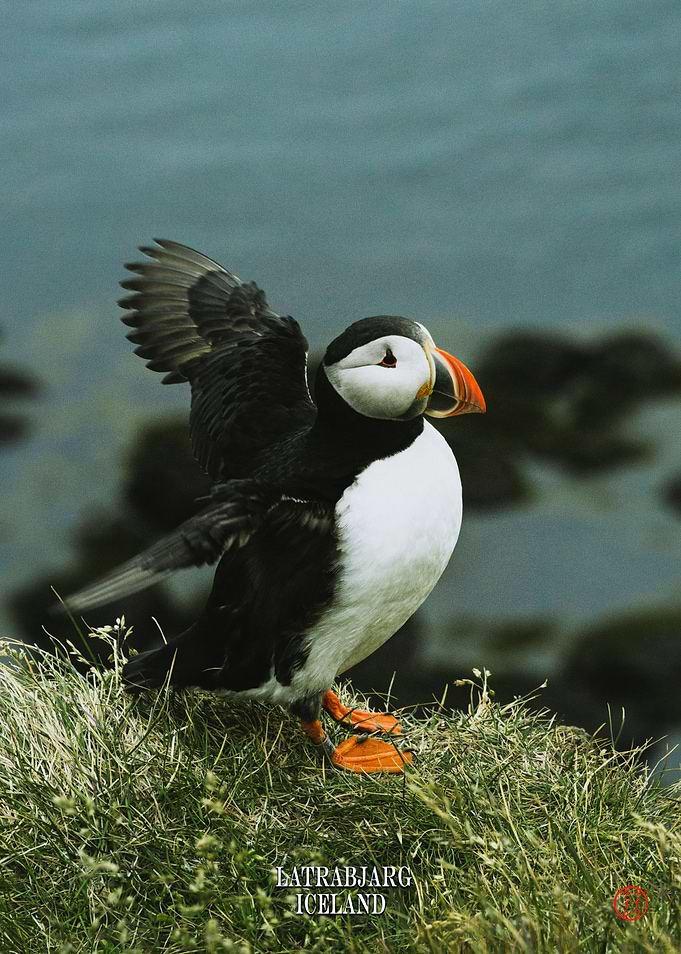 Latrabjarg Puffins