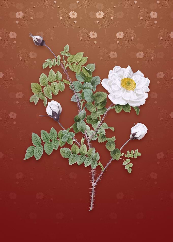 Vintage White Burnet Roses