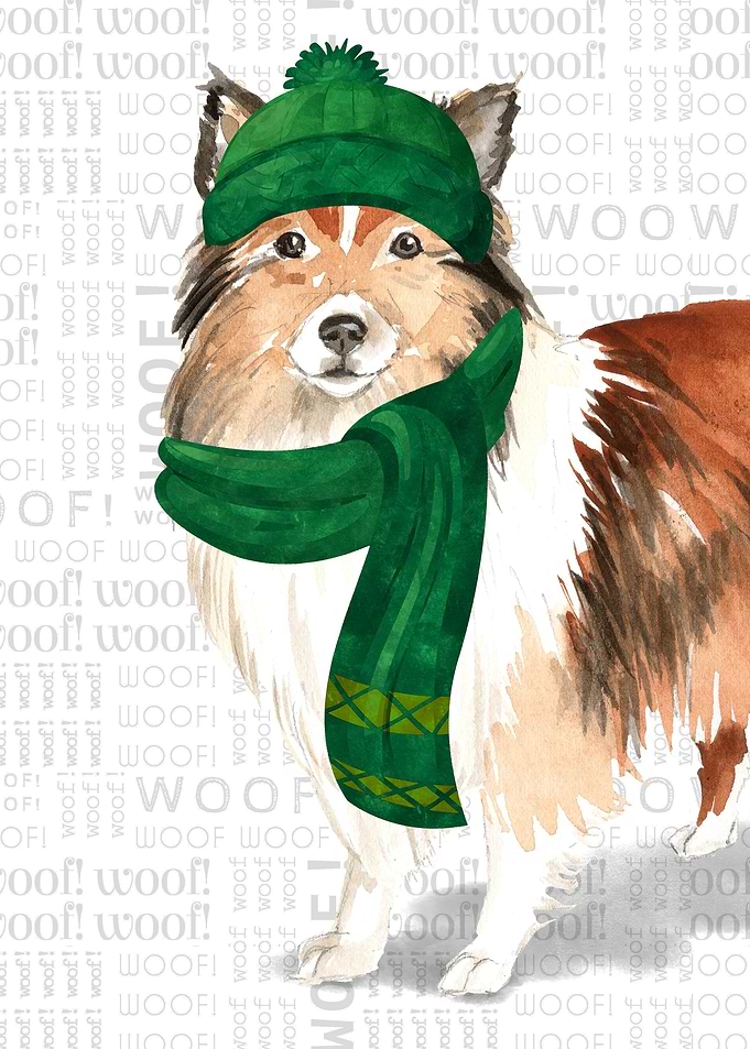 Shetland Sheepdog
