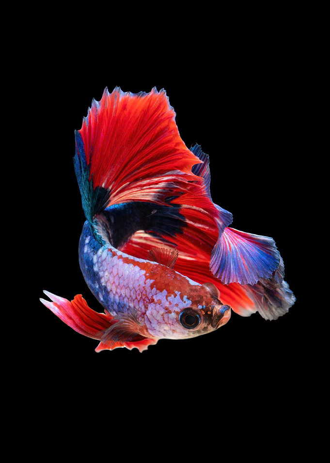 Betta Fish