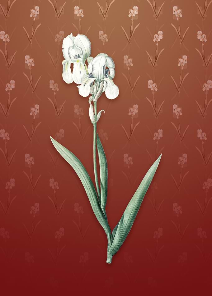 Vintage Tall Bearded Iris