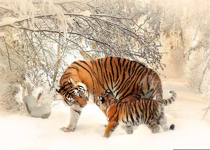 tigers mon and child