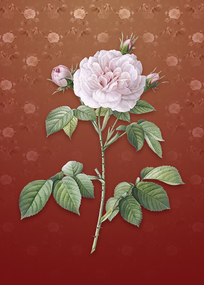 Rosa Alba on Falu Red