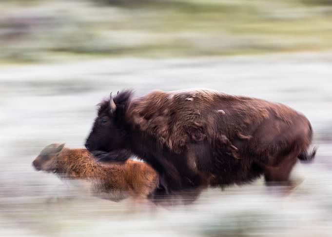 Bison Mother and Calf