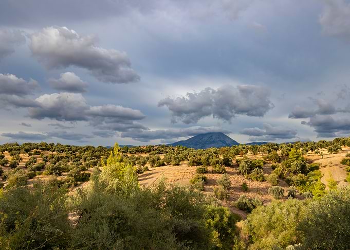 Olive grove Greece view
