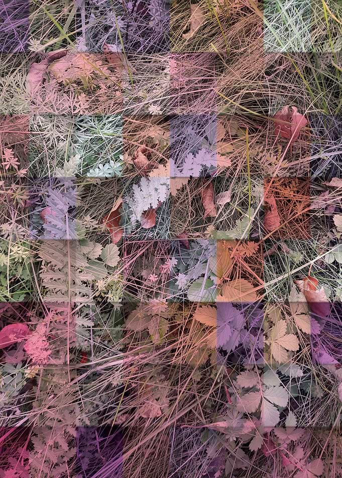 Checkered autumn grass