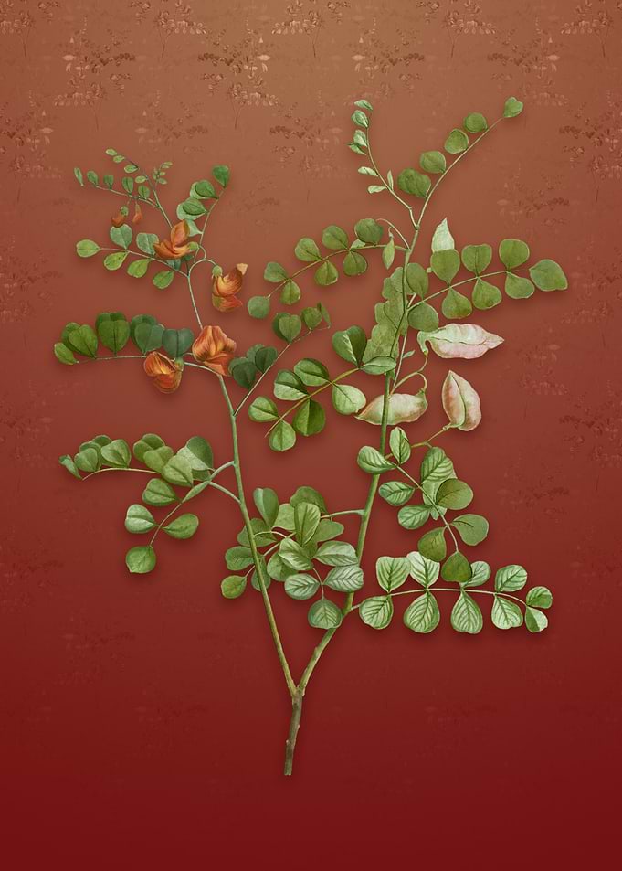 Spotted Bladder Senna