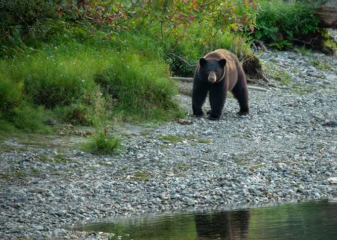 Young Grizzly Bear
